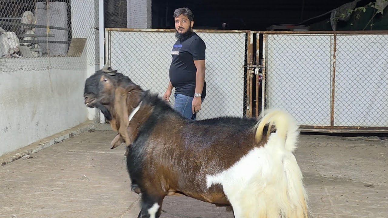 The Goat Father Farm Ke Quality Kota Bakro Ka Collection Padgha Bhiwandi | Full Set Big Goats. 