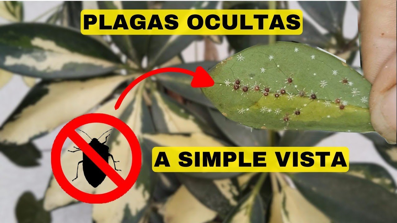 ¡CUIDADO! ⚠️ Las plagas no están a simple VISTA 😱 Pt1