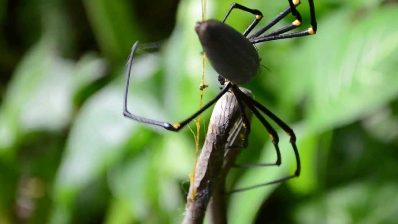 Cairns Spider Eats Snake (HD)