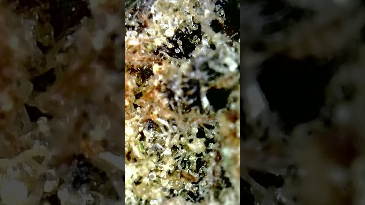 🔬🌳Remexian 30/1 PRT MTP aka Mokum&lsquo;s Tulip | 420-MedicineMan | Med.Cannabis #420Microscope