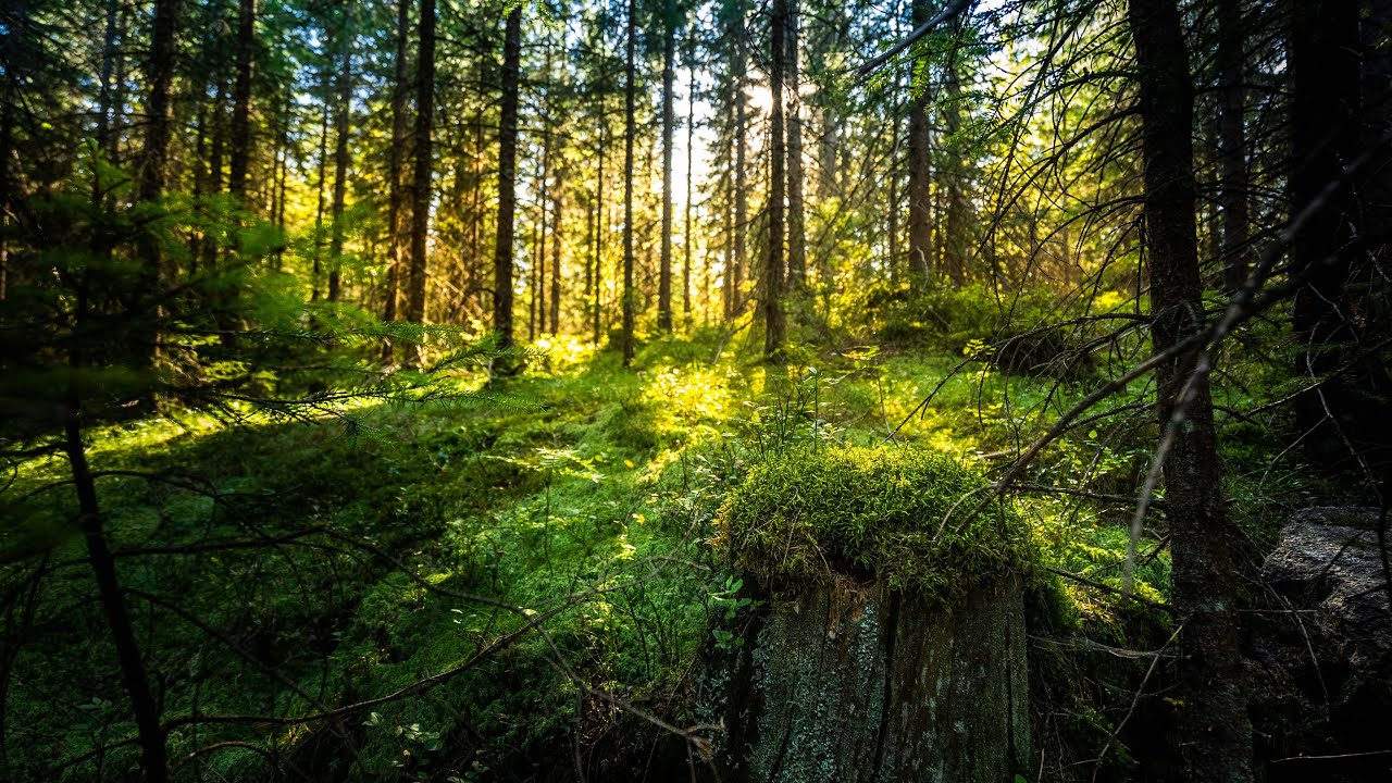 Slik finner du sopp i skogen