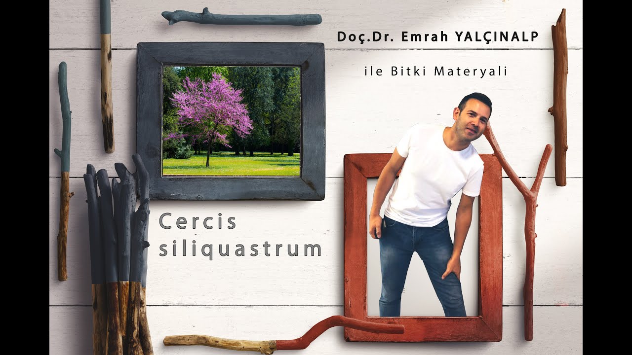 Peyzaj Mimarlığında Bitki Materyali II - Cercis siliquastrum (Erguvan)