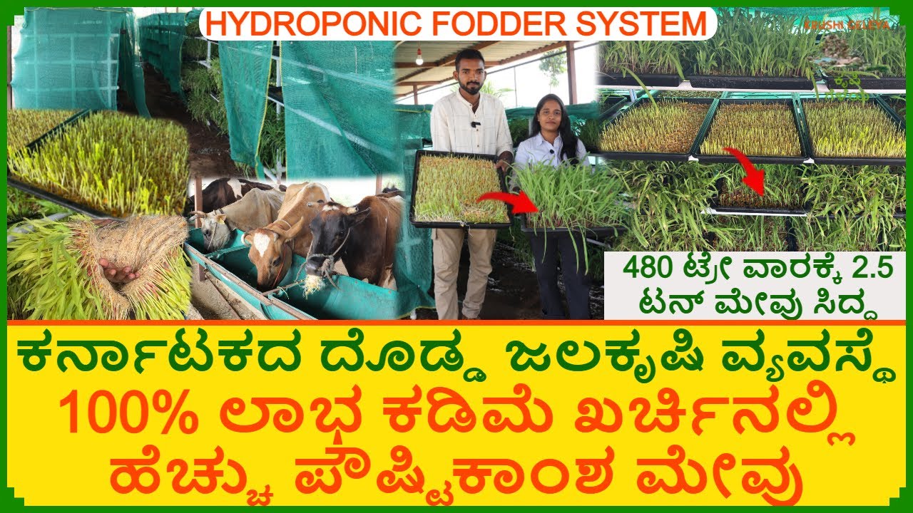 ಒಂದು ವಾರಕ್ಕೆ 2.5 ಟನ್ ಮೇವು | ಕರ್ನಾಟಕದ ಅತಿ ದೊಡ್ಡ ಜಲಕೃಷಿ ವ್ಯವಸ್ಥೆ | 480 ಟ್ರೇ | Hydroponic Fodder