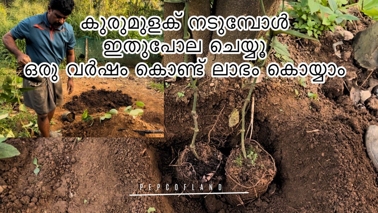 കുരുമുളക് നടുമ്പോൾ ഈകാര്യങ്ങൾ അറിഞ്ഞിരിക്കുക#peppercultivation 