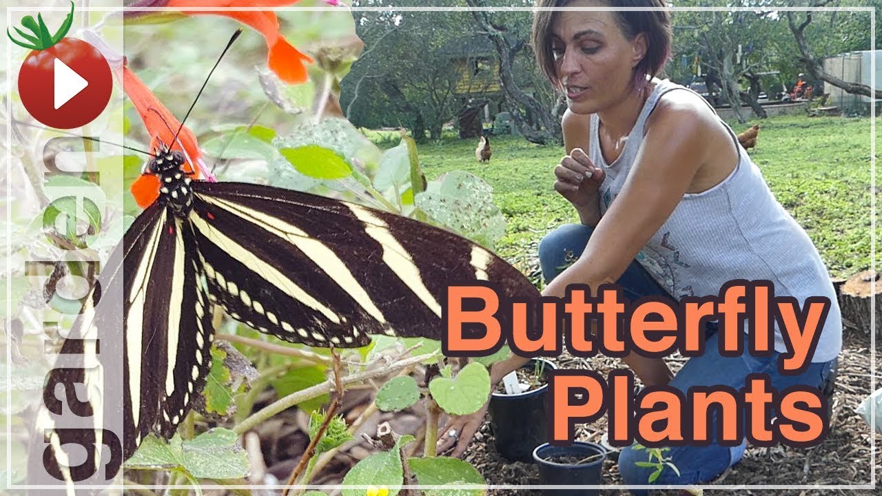 Создание сада для бабочек — посадка местных растений, привлекающих бабочек — Часть 2