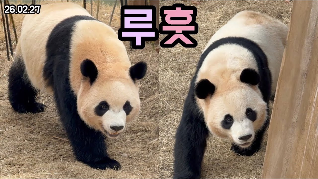 26.02.27 무한산책 중 루이는 옹달샘에 다리 한번 풍덩ㅋㅋㅋ🤗🥰