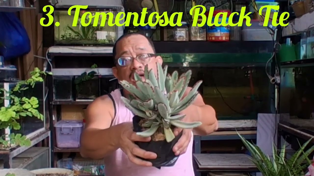 PLANT TATAY VLOG # 509: New plant haul from Farmer's market  identifcation & planting sesh