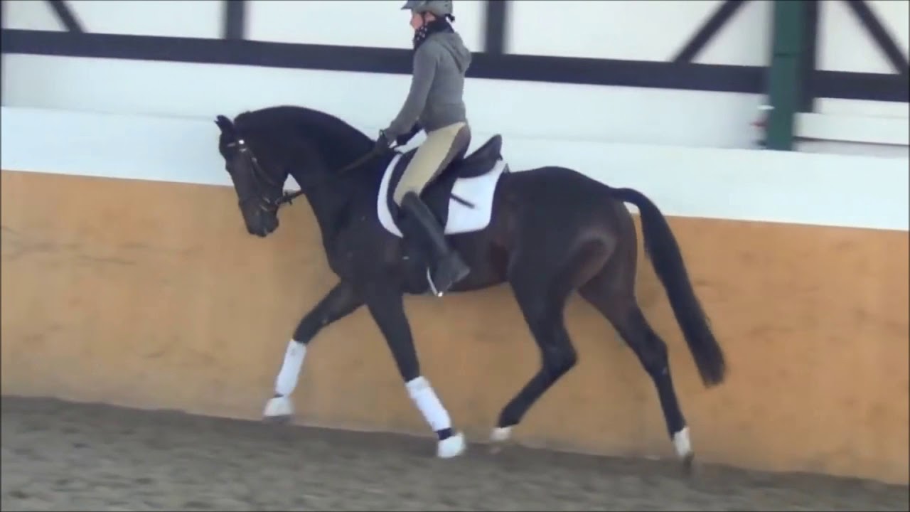 Le travail de base du jeune cheval