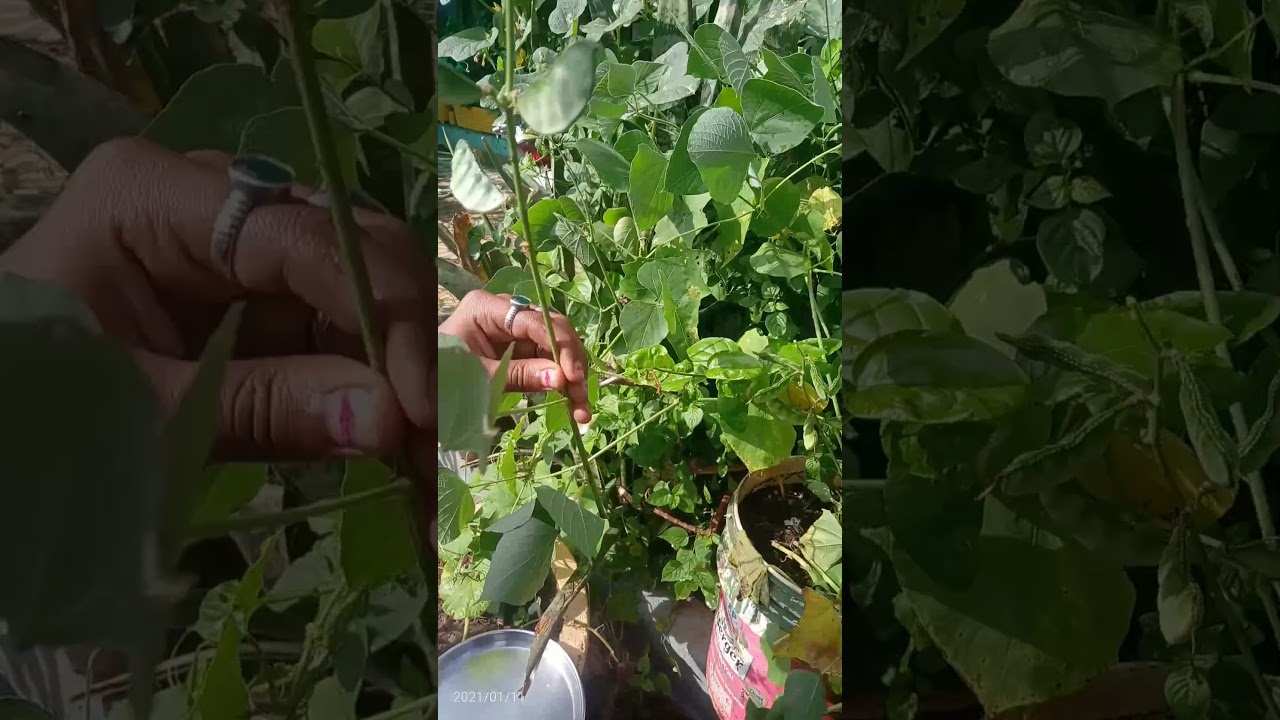 avarekayi harvesting