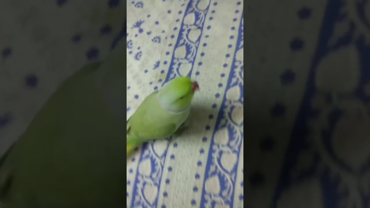 Tum itne cute🥰Q ho 