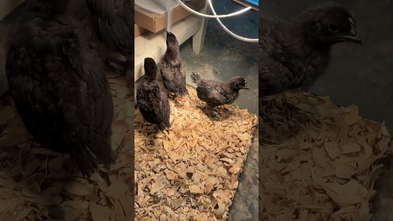 Ayam Cemani Chicks