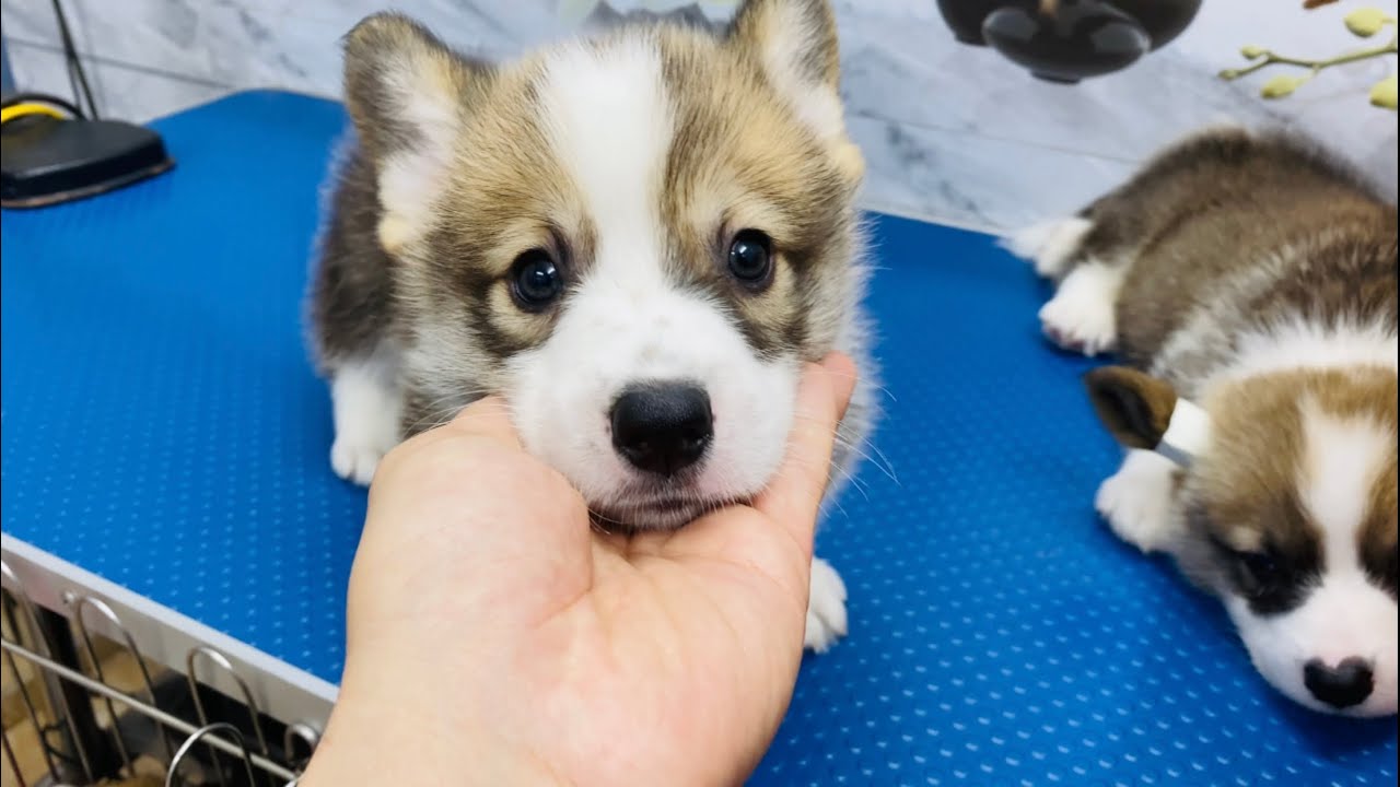 Corgis 43 days old