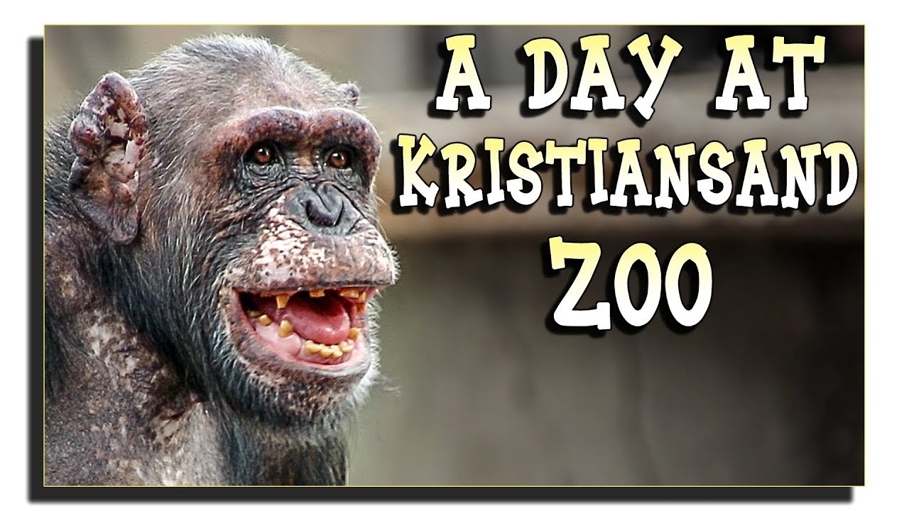 Kristiansand Dyrepark Norway, Monkeys, Chimpanzee, Lions, Africa,  Zoo and Amusement Park