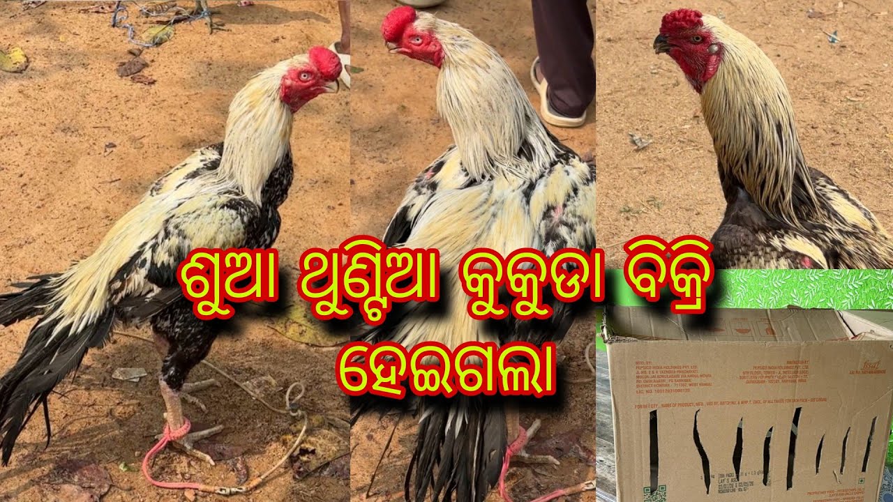 ଶୁଆ ଅଣ୍ଟିଆ କୁକୁଡା ବିକ୍ରି ହେଇଗଲା 🚚 parrot beak murgi sale ho geya 💥 next video comming soon 👑