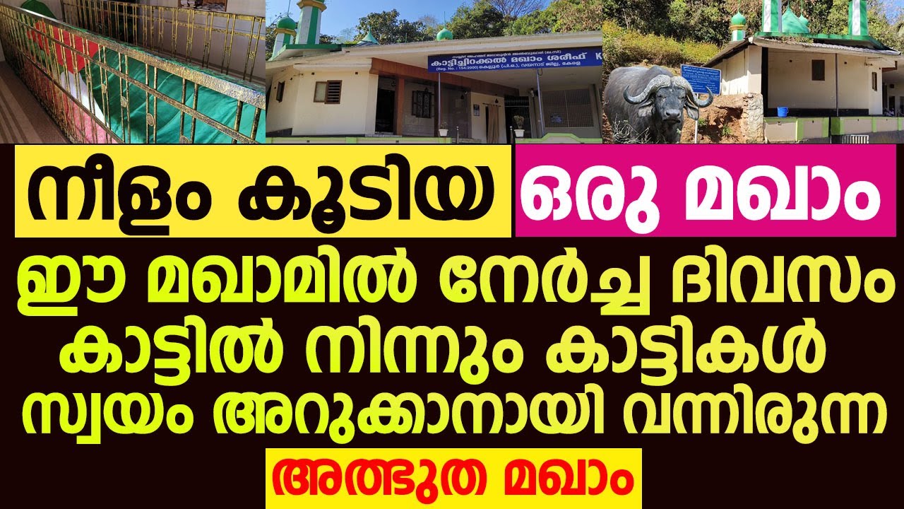 ഈ മഖാമിൽ നേർച്ച ദിവസം കാട്ടികൾ സ്വയം അറുക്കാനായി വന്നിരുന്ന അത്ഭുത മഖാം | Kattichirakkal Maqam