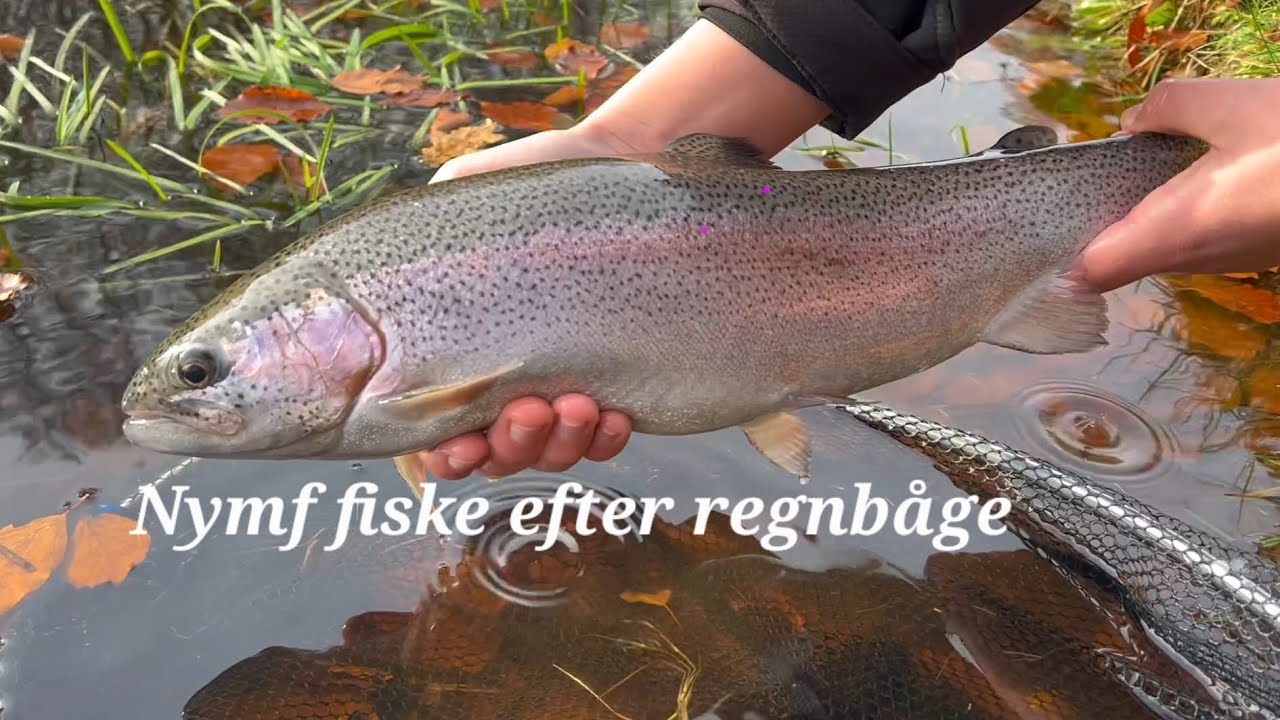 Flugfiske med nymf efter regnbåge i Brostorpsdammar 