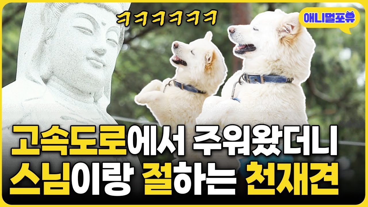 '고속도로'에서 주워온 강아지, '스님'이랑 함께 자라더니 '절'을 한다 I KBS 반려동물극장 240222 방송