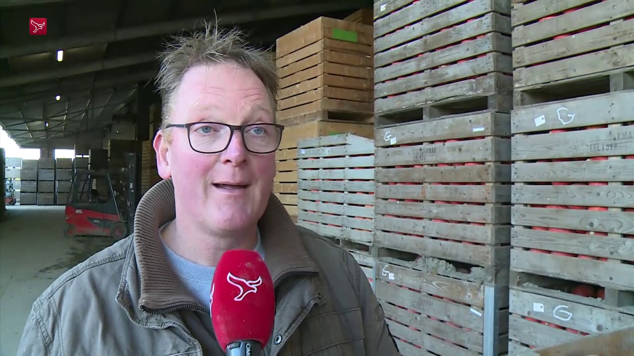 Halloween-drukte bij pompoenteler