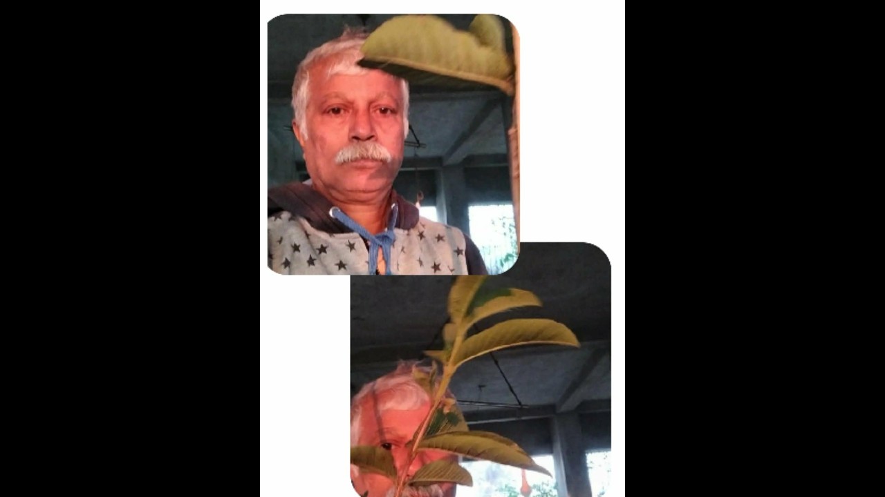 রেড কিং ( Red king )পেয়ারা গাছ রিপোটিং করছি। ৬ ইঞ্চি টব থেকে ১২ ইঞ্চি মাটির টবে।