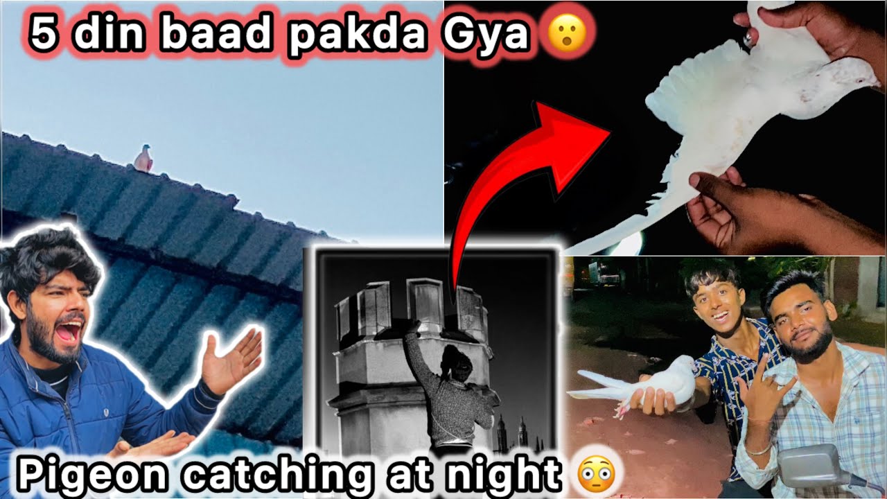 Raat ko pakda Factory se kabutar 🤑 || Try to catch pigeon at night 😮