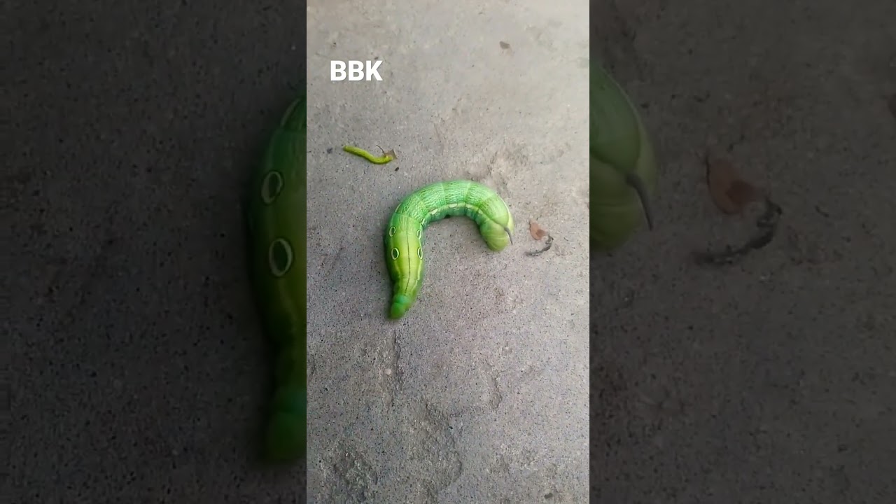 insect #trending #BBK