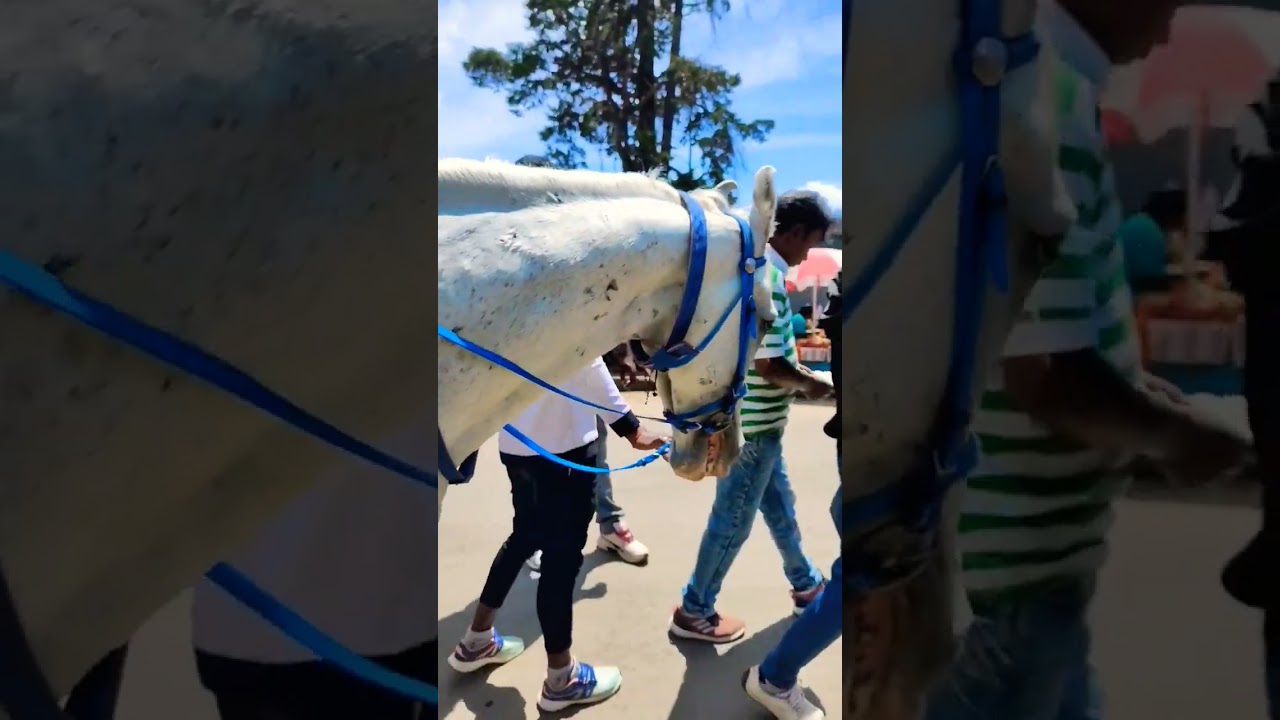 Horse For Riding 😍 | Horse Riding | Ooty Boat House | #ooty #shorts #shortsvideo