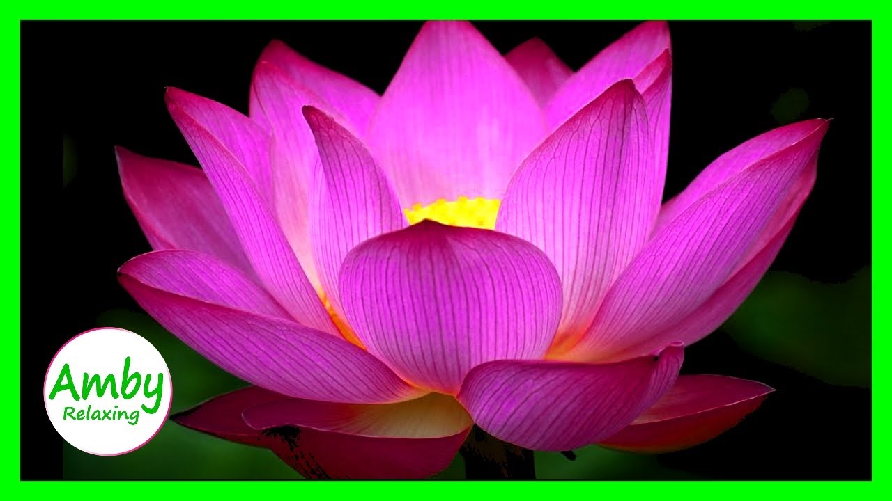 Stunning Color Of Lotus Flower: RELAXING MUSIC HD 1080P Screensaver