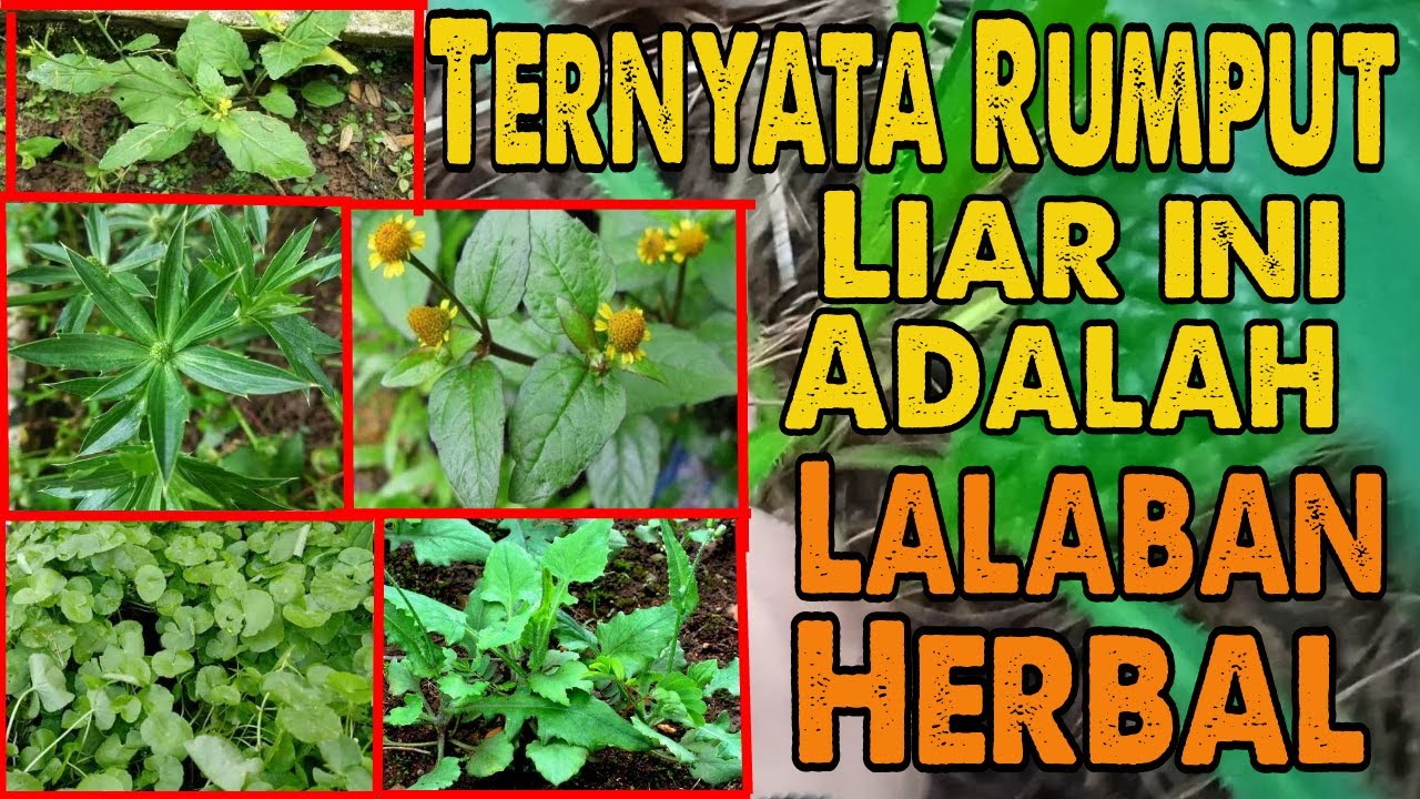 JENIS JENIS RUMPUT LIAR YANG BISA DIGUNAKAN SEBAGAI LALABAN || OBAT HERBAL
