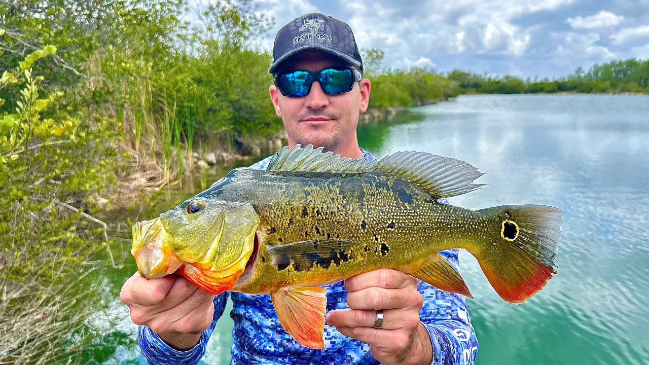 Рыбалка в Эверглейдс на павлиньего окуня и другую экзотическую рыбу!