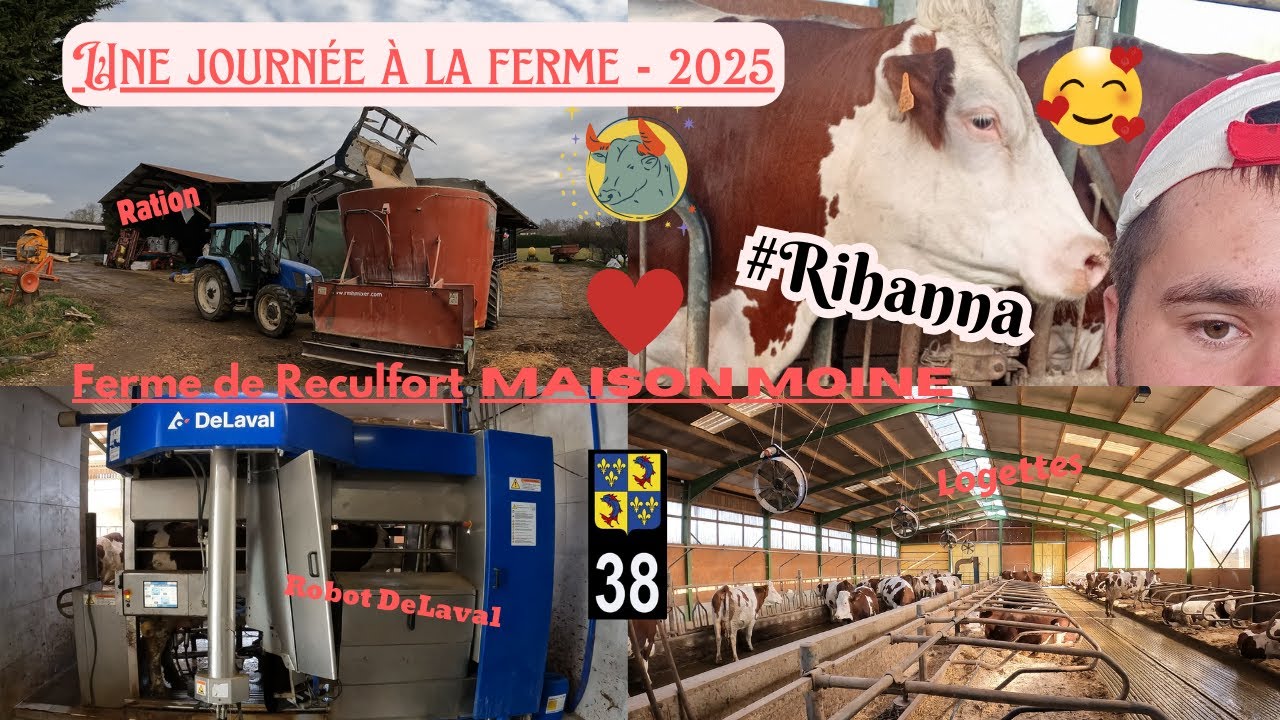 Une journée à la ferme / Ferme de Reculfort MAISON MOINE / Robot DeLaval / Ration / #Rihanna - 2025
