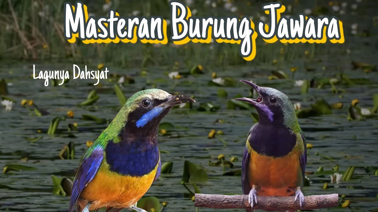 Masteran Sejuta Umat Cucak Cungkok Gacor Isian Mewah