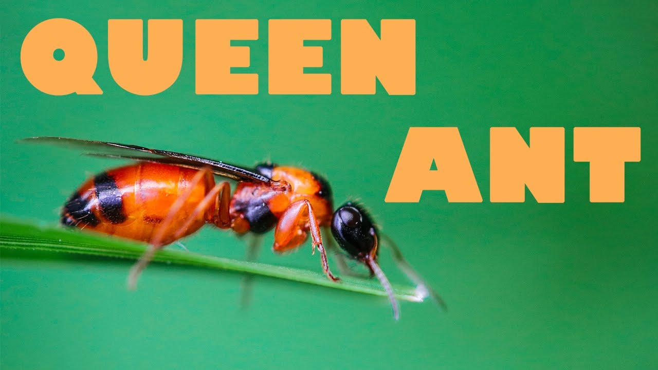 Queen Ants Flying in Australia September!
