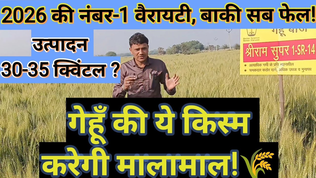 श्रीराम सुपर 1-SR-14 गेहूँ किस्म , रिकॉर्ड तोड़ पैदावार/Shriram Super 1-SR-14 /High yield variety 