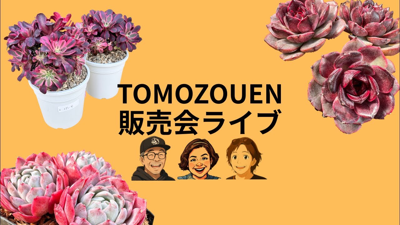 YouTube販売会‼️多肉植物 アエオニウム ご新規さん❗️リスナーさん❗️コメント大歓迎🙋‍♀️🙋‍♂️ 2/20  どうも、ともぞうえんです 　-植物を楽しもう-