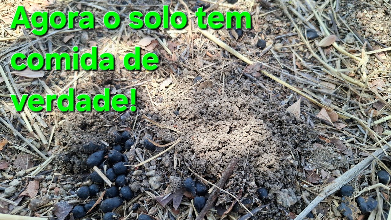 Choveu aos 40 do segundo tempo. 