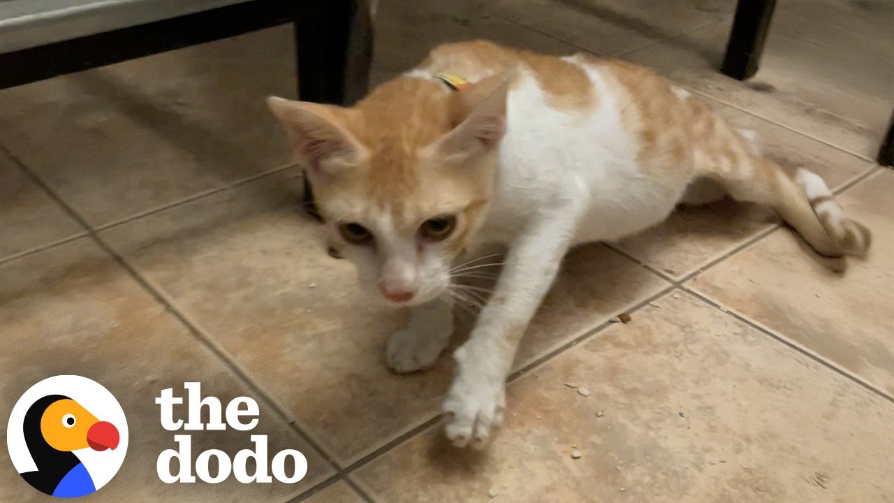 Cat Who Miraculously Cheated Death Twice Needs A Family | The Dodo