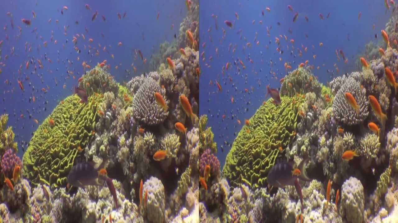 Underwater Stereoscopic 3D Demo (Red Sea)