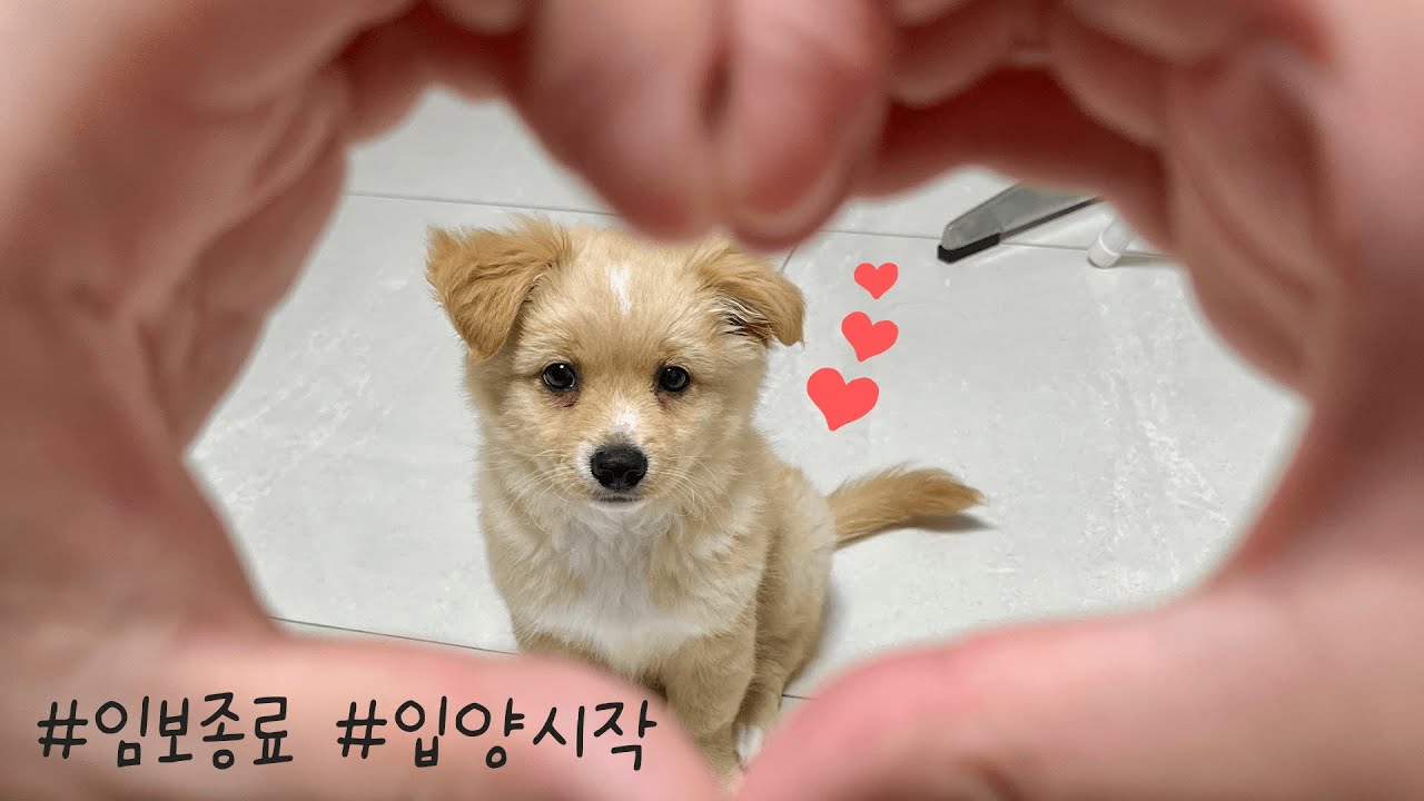 임보 끝 입양 시작🤍 가족들과의 첫 만남까지﻿(ღˇᴗˇ) #유기견입양  #포인핸드