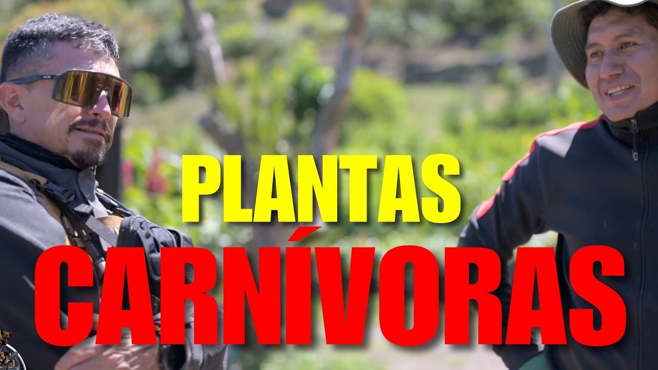 Así son los viveros en Patate