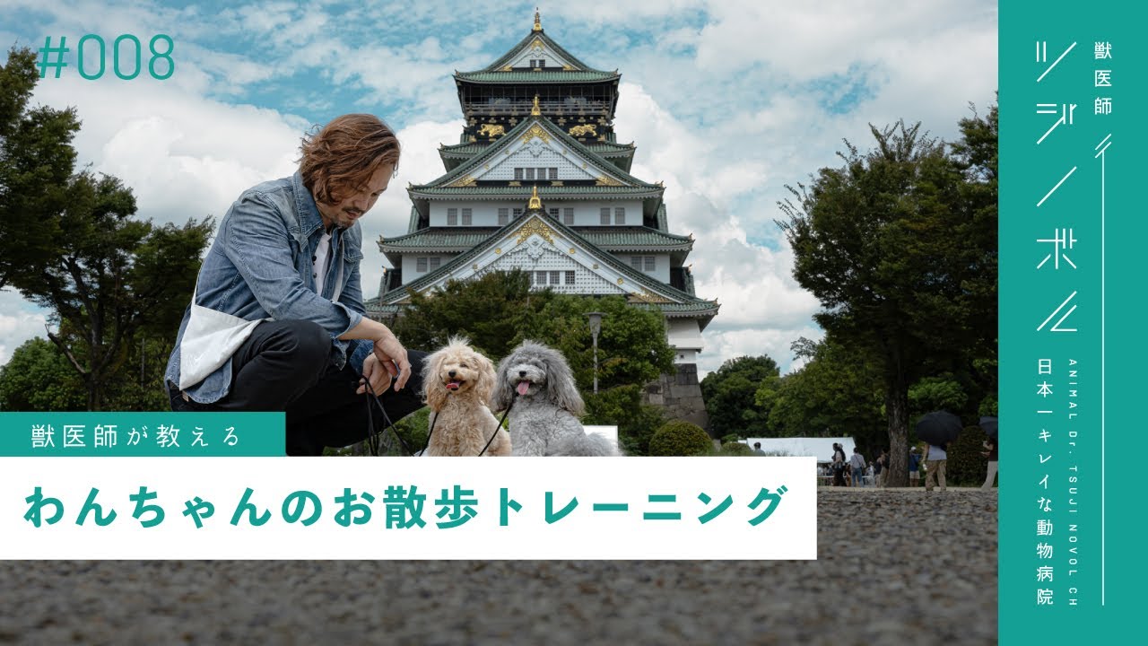 【獣医師監修】お散歩の正しい方法や必需品、引っ張り癖の直し方【獣医師ツジノボル】