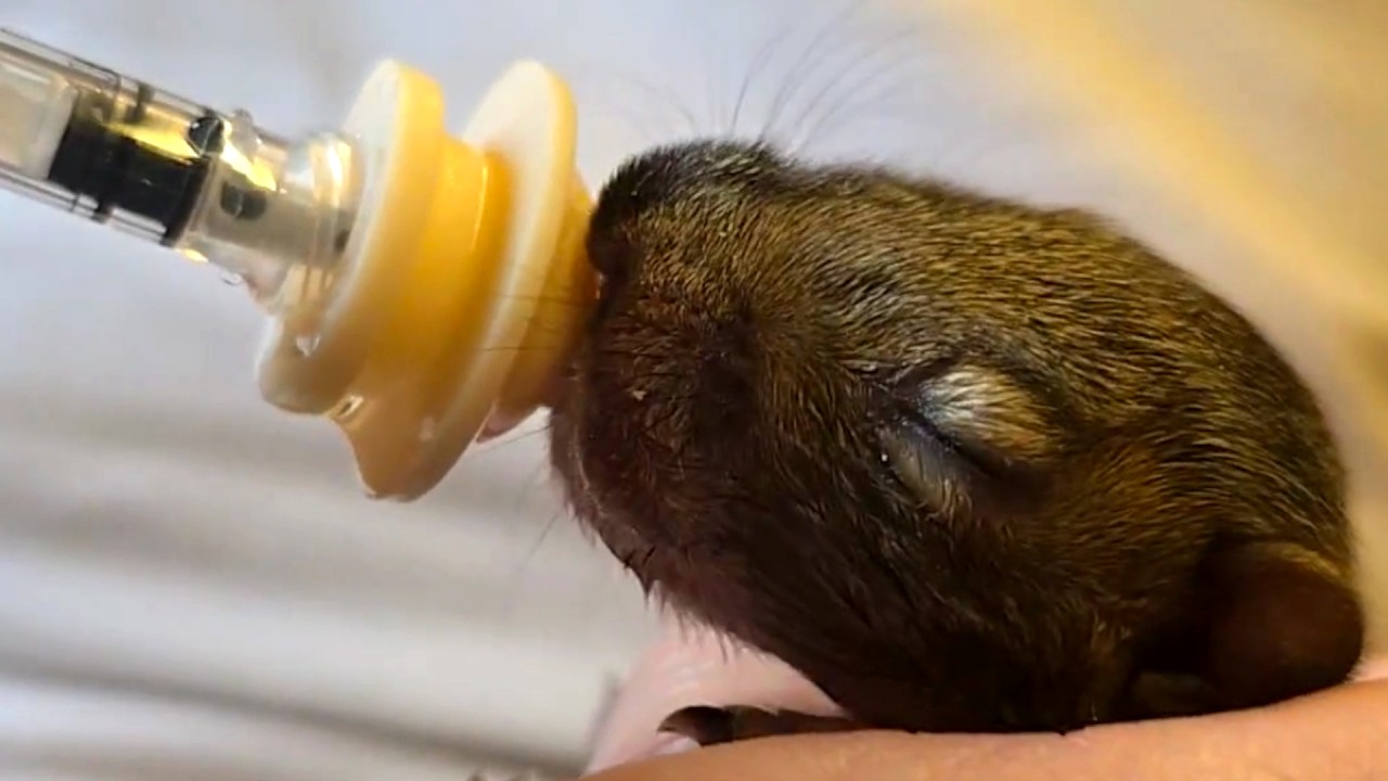 i rescued a baby squirrel