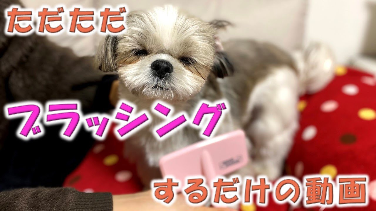 【シーズー】癒しのお家時間！？ブラッシングでリラックスする犬