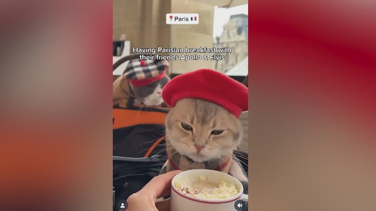 World-Traveling Cats, Louie & Todd