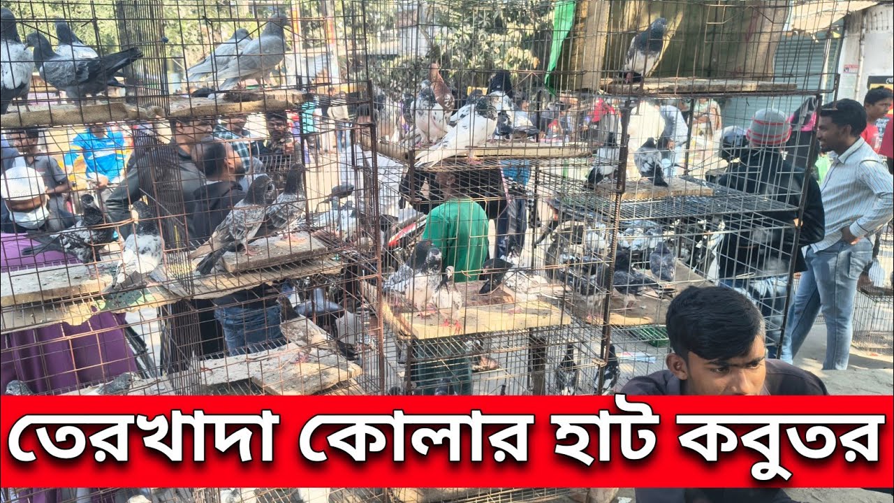 কবুতরের হাট, তেরখাদা দিঘলিয়া কোলারহাট 