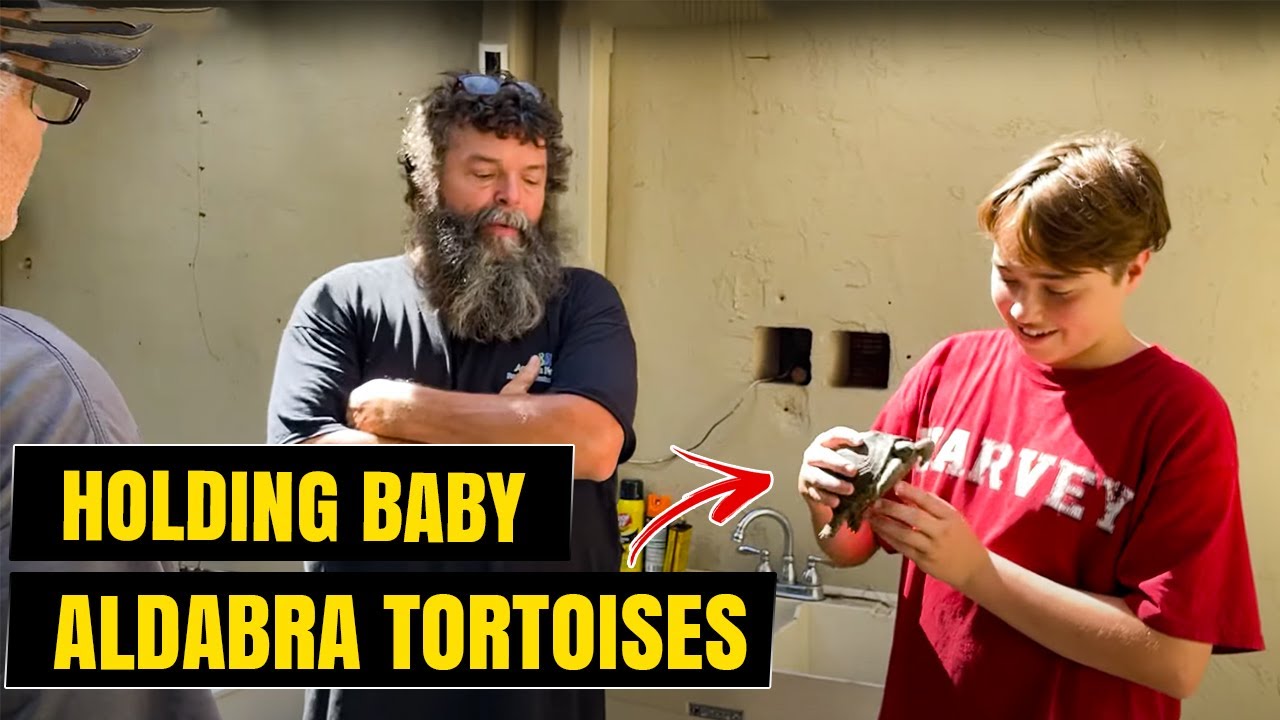 Looking at the Baby Aldabras