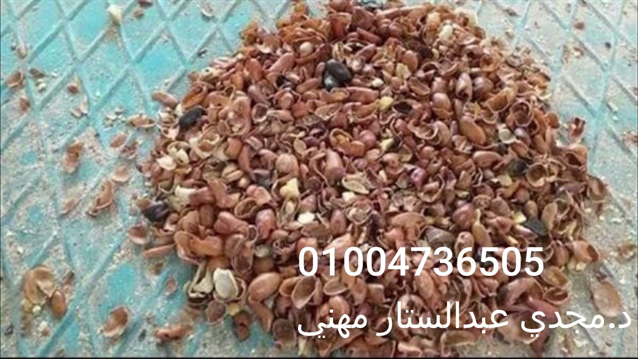 Bean Peels فوائد قشر الفول فى تسمين العجول