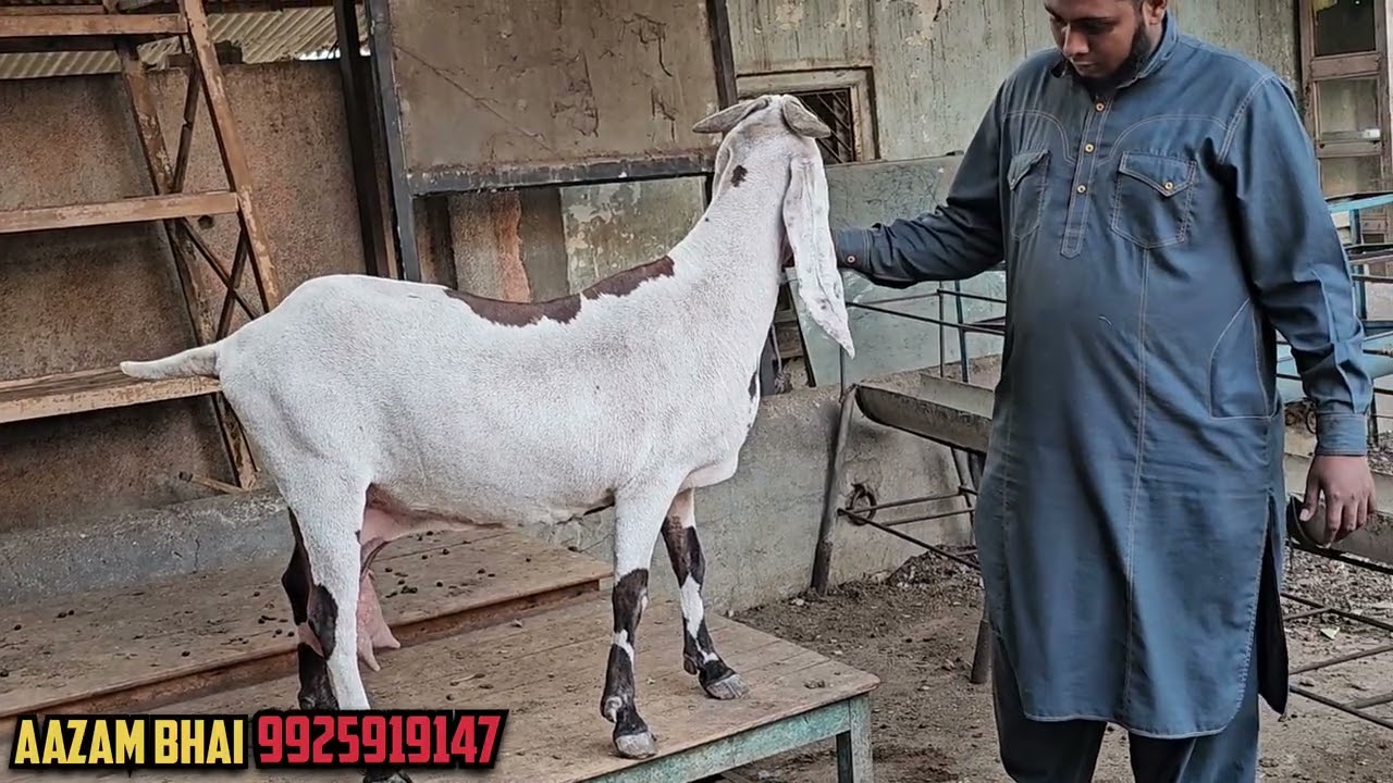 Aazam Bhai excellent Quality Hydrabadi Collection .