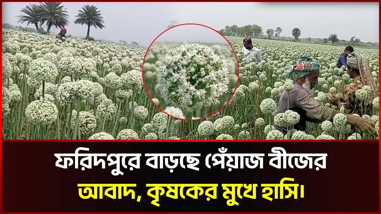 ফরিদপুরে বাড়ছে পেঁয়াজ বীজের আবাদ, কৃষকের মুখে হাসি। | Faridpur | Agriculture | Sonali News