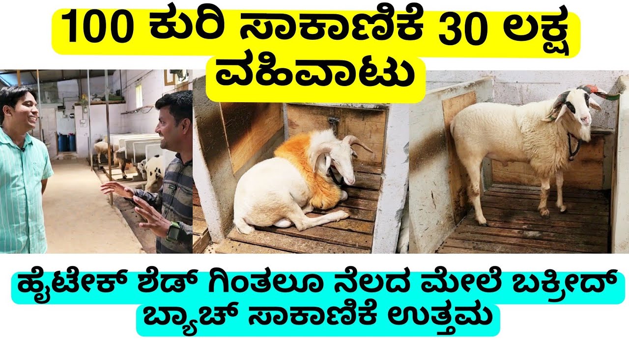 ಬಕ್ರೀದ್ ಬ್ಯಾಚ್ ರೈತರು ಯಾವ ರೀತಿ  ಸಾಕಾಣಿಕೆ ಮಾಡಿದ್ರೆ ಲಾಭದಾಯಕ | ವಾರ್ಷಿಕ 30 ಲಕ್ಷ ವಹಿವಾಟು | amingad sheep