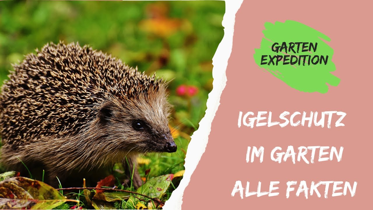 Rettet die Igel! So wird dein Garten zum Igel-Paradies - Gartenexpedition #naturgarten #igel